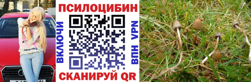 как найти наркотики  Дегтярск  Галлюциногенные грибы Psilocybe 